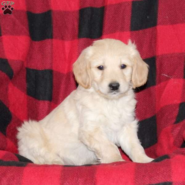 Jeremy, Mini Goldendoodle Puppy